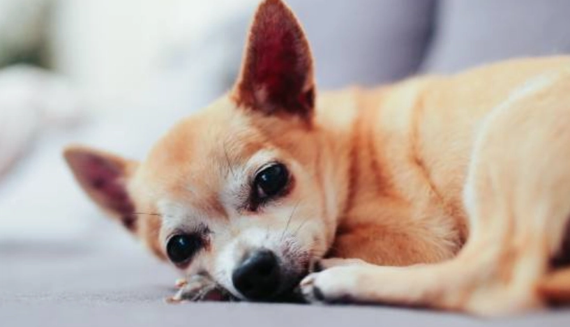 胰臟炎末期飲食