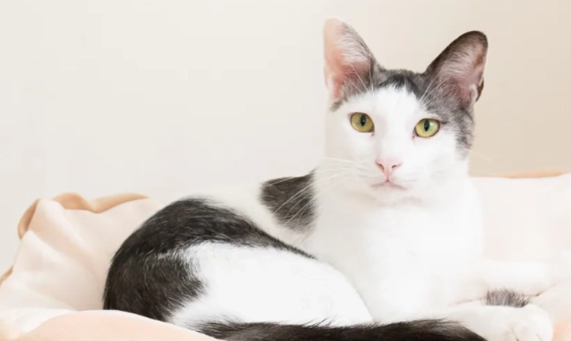 貓牙結石清除 貓牙結石清除