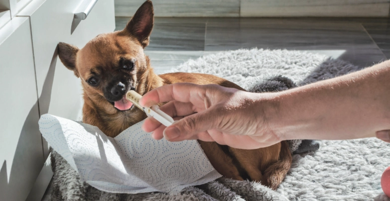 狗狗胰臟炎末期症狀