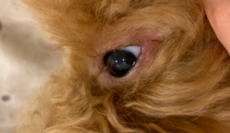 狗眼周紅腫治療