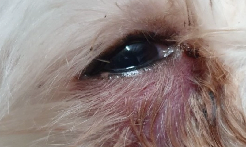 狗眼睛周圍紅腫怎麼辦？原因、症狀、治療與預防全解析