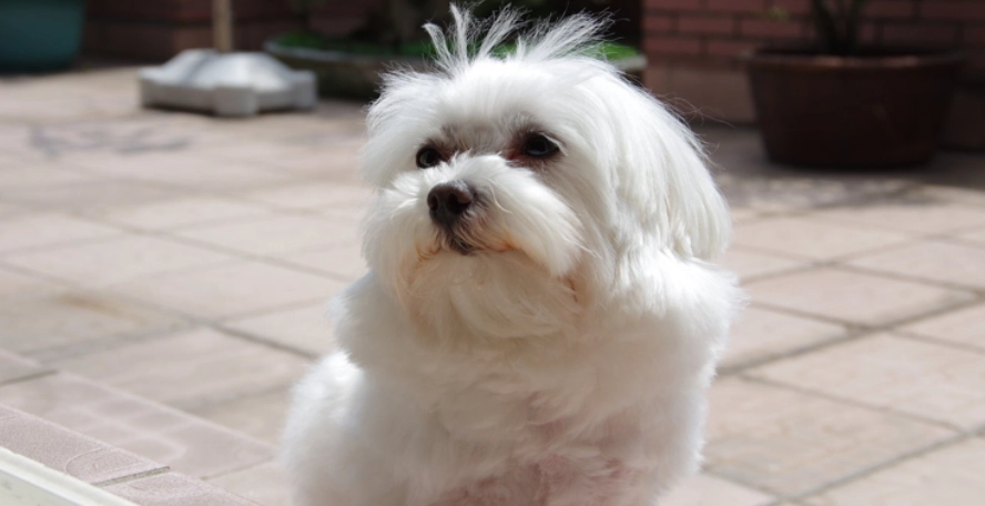 瑪爾濟斯淚痕 瑪爾濟斯淚痕