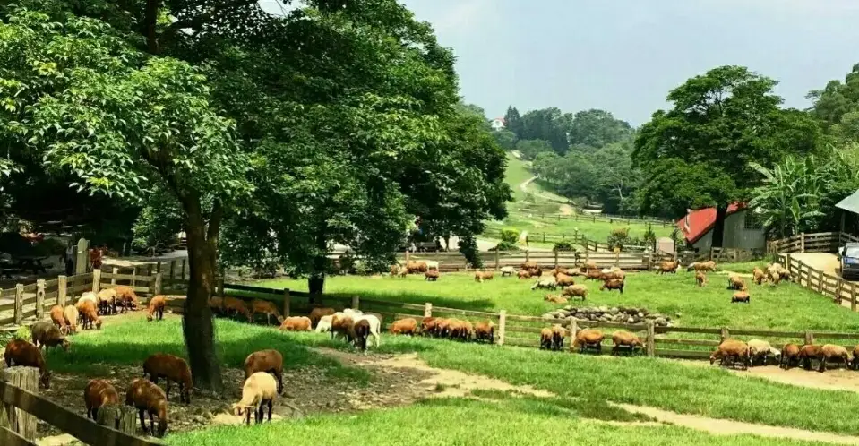 苗栗一日遊開車全攻略：自駕路線、私房景點與美食地圖