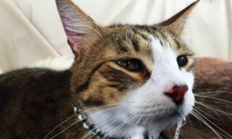 貓咪吐泡泡口水