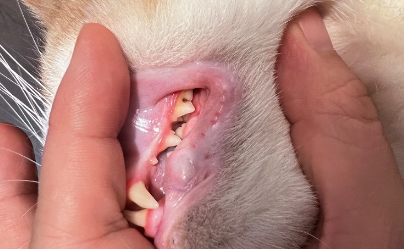 貓咪牙齒黑黑的怎麼辦？獸醫教你從原因到解決的完整指南