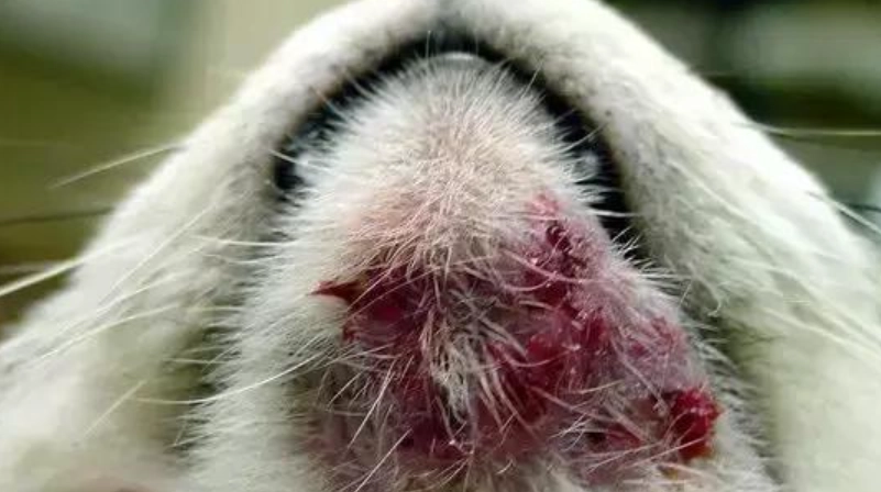 貓毛囊炎治療方法 貓毛囊炎治療方法