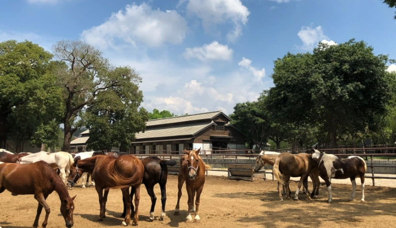 麗寶樂園 麗寶樂園