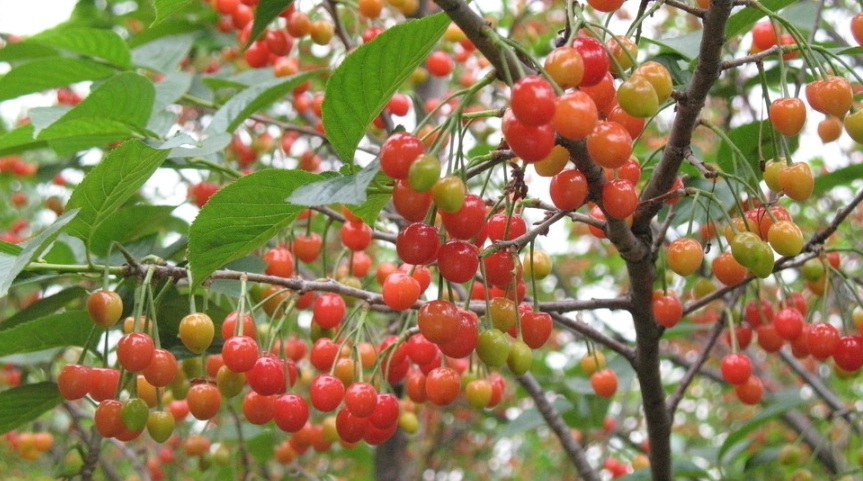 櫻桃吃太多副作用