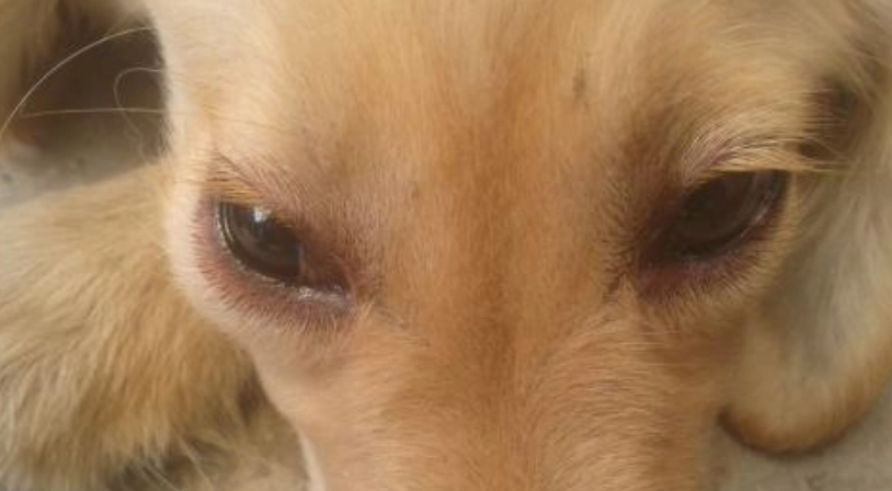 狗眼周紅腫治療