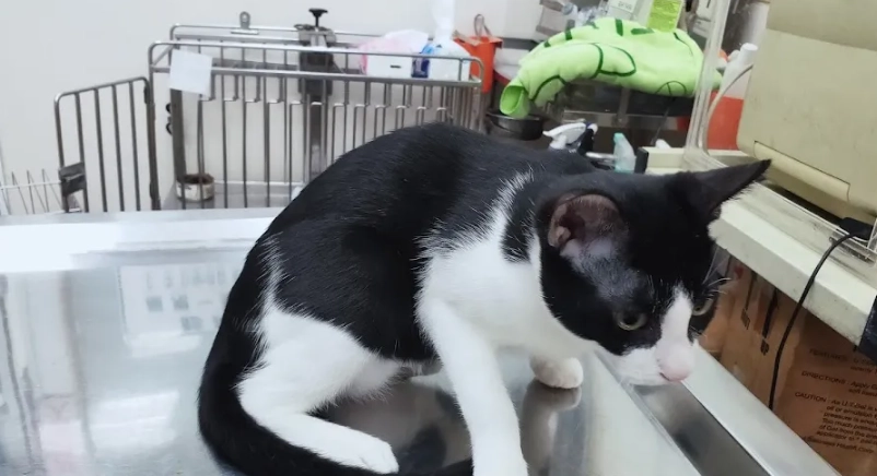 貓毛囊炎治療方法 貓毛囊炎治療方法