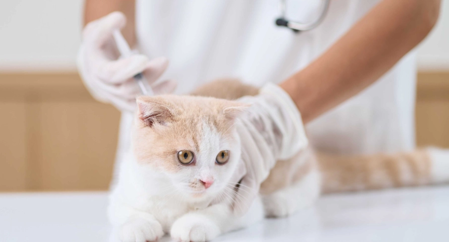 貓咪血尿原因 貓咪血尿原因