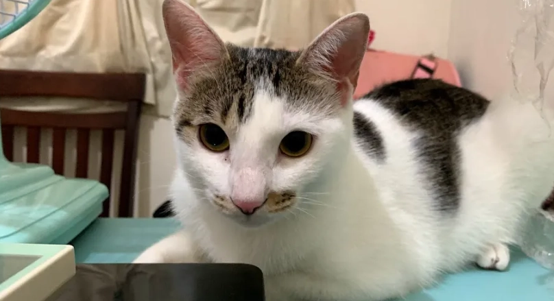 貓粉刺預防 貓粉刺預防