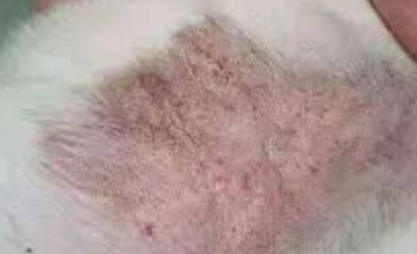 貓毛囊炎症狀 貓毛囊炎症狀