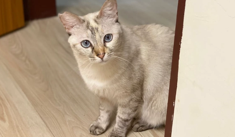 暹羅貓混種終極指南：特徵、照顧與常見問題全解析