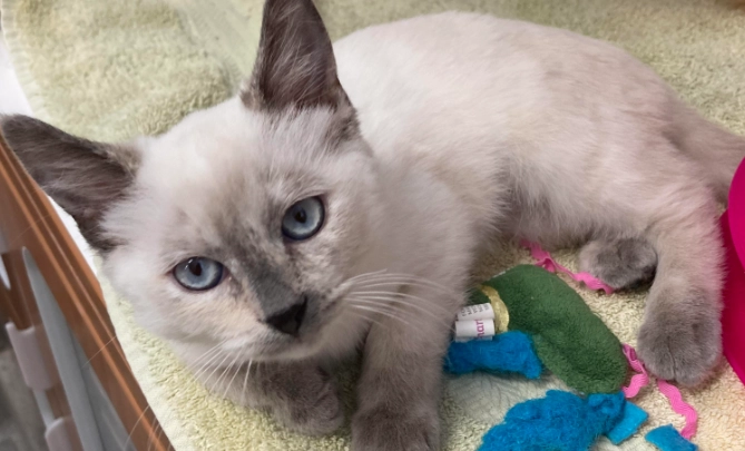 暹羅貓品種混血