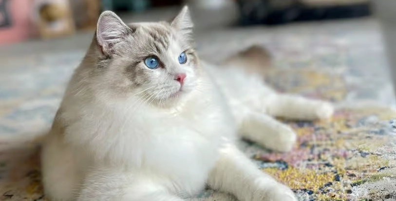 布偶貓體重過輕怎麼辦