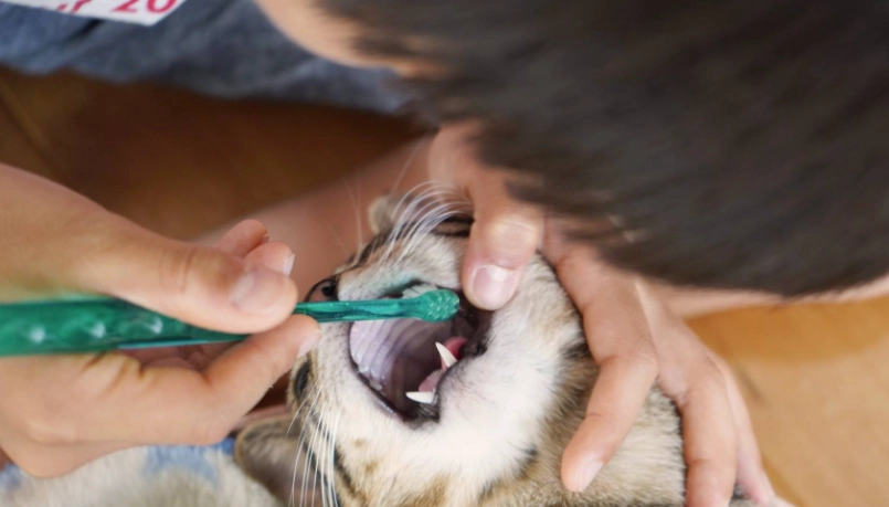 貓咪口腔保健 貓咪口腔保健