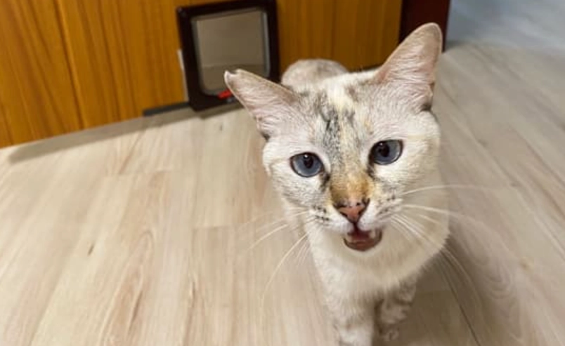 暹羅貓品種混血