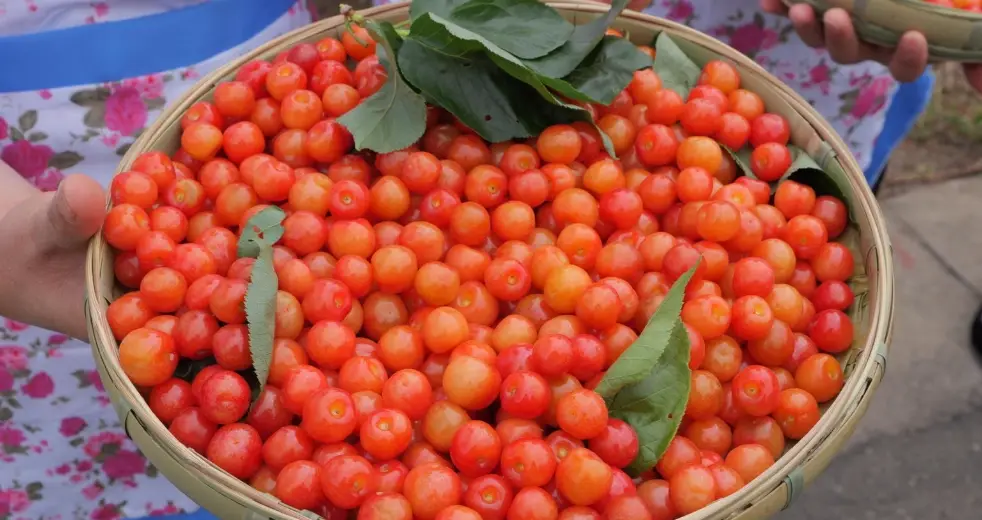 櫻桃吃太多副作用