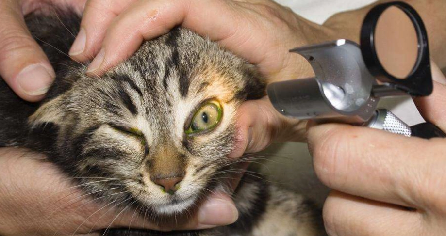 貓咪眼角膜受傷怎麼辦？症狀辨識、緊急處理與完整治療指南