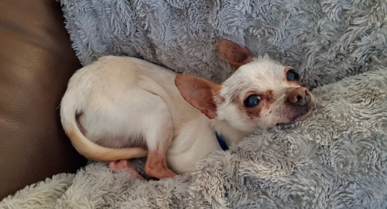 狗狗胰臟炎末期照護指南：減輕痛苦與提升生活品質的實用策略