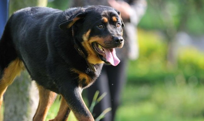 狗狗毛色不亮怎麼辦？改善毛髮光澤的完整指南與實用技巧