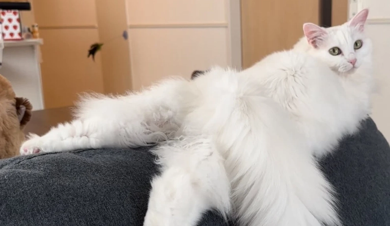 貓咪情緒判斷 貓咪情緒判斷