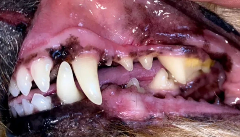 貓牙結石清除 貓牙結石清除