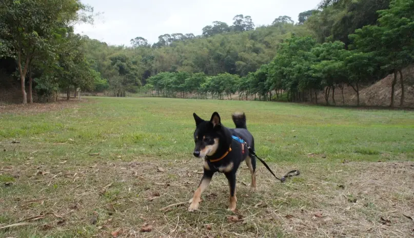 寵物跑跑的地方