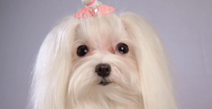 瑪爾濟斯皮膚病 瑪爾濟斯皮膚病