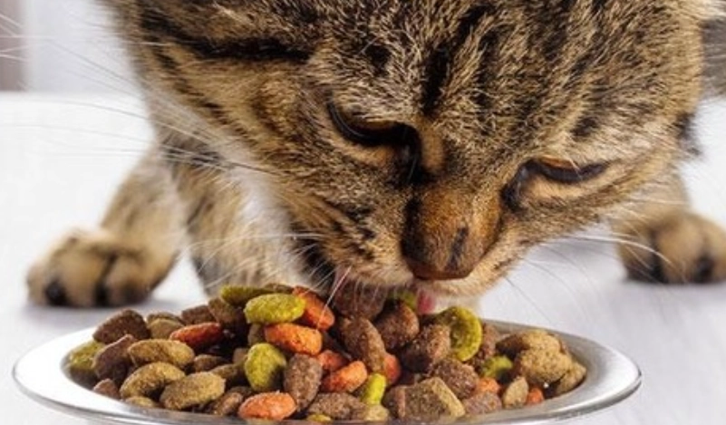 貓咪一天吃多少乾糧？獸醫教你用體重與熱量精準計算