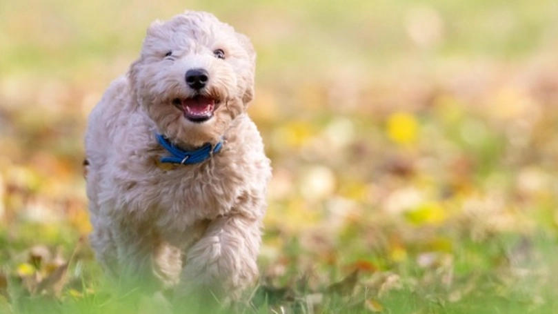 狗狗年齡新算法