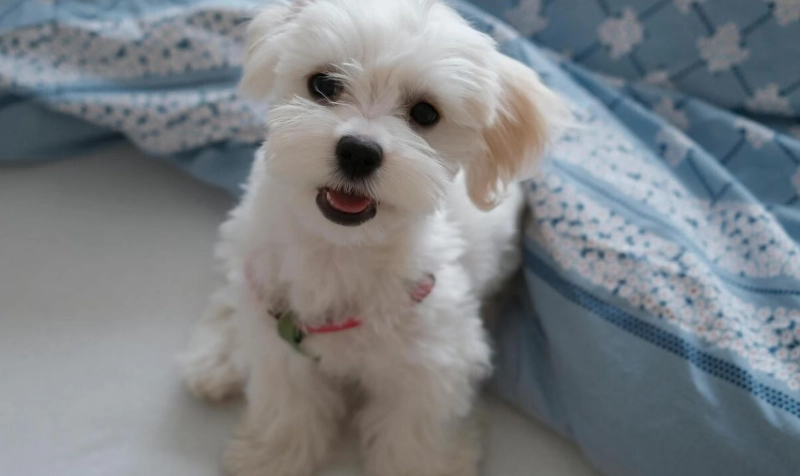 狗狗 可以 吃 西瓜 嗎