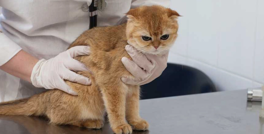 貓咪血尿原因 貓咪血尿原因