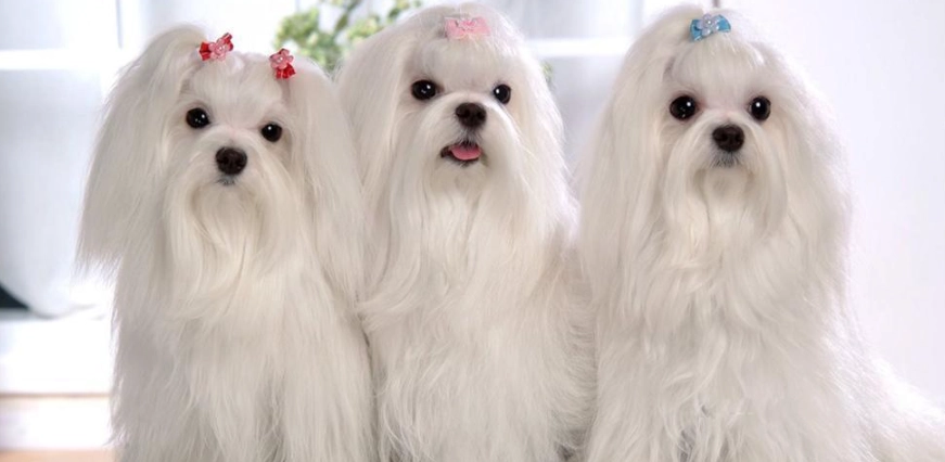 瑪爾濟斯淚痕 瑪爾濟斯淚痕