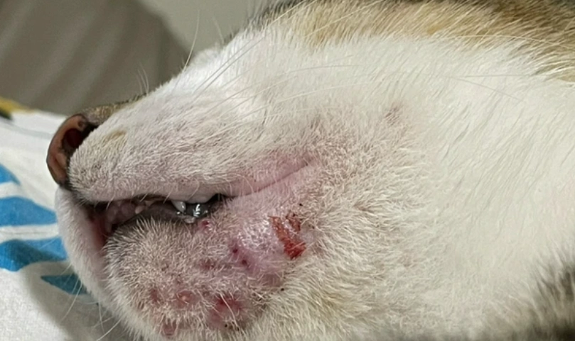 貓毛囊炎治療完整指南：症狀判斷、用藥解析與在家護理