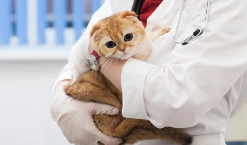 公貓結紮後遺症