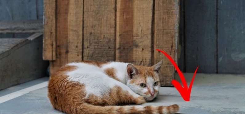 貓咪尾巴語言 貓咪尾巴語言