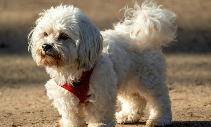 狗狗 可以 吃 西瓜 嗎