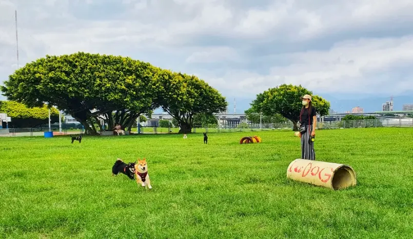 寵物公園