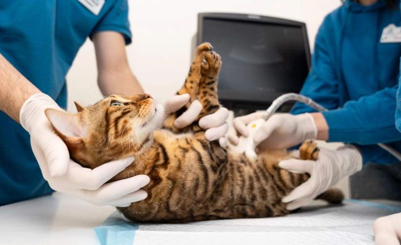 公貓結紮後遺症