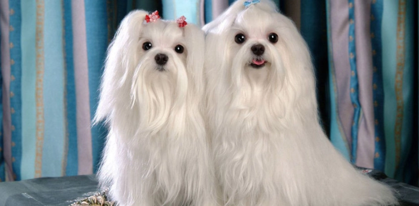 瑪爾濟斯皮膚病 瑪爾濟斯皮膚病