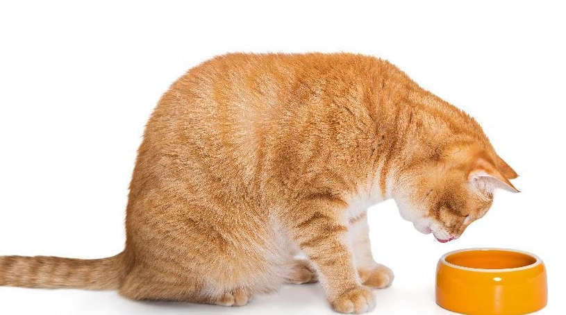 貓咪乾糧餵食量計算