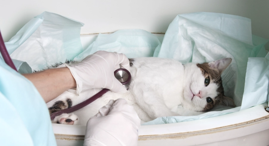 貓咪血尿 貓咪血尿