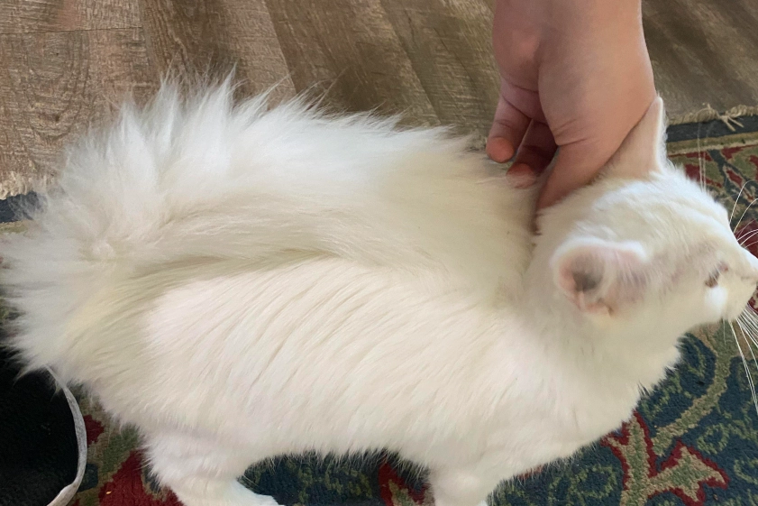 貓咪尾巴語言 貓咪尾巴語言