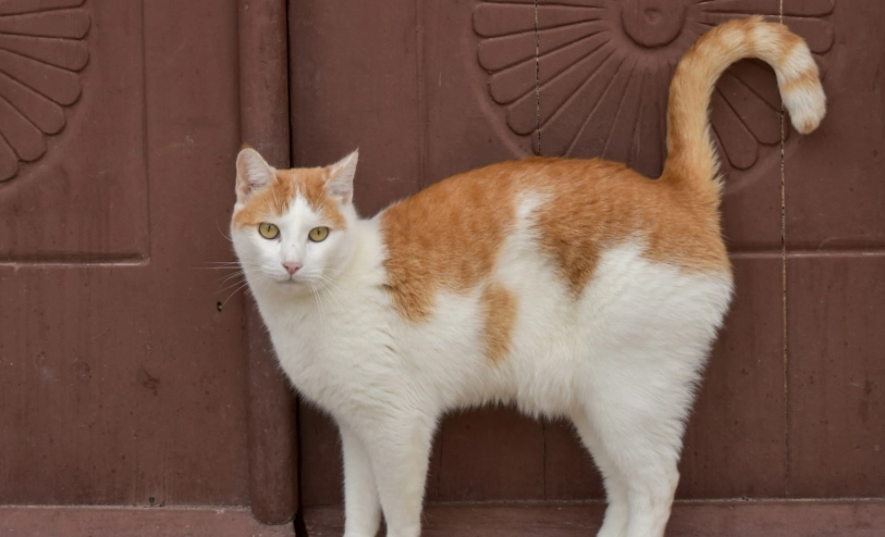 貓咪情緒判斷 貓咪情緒判斷