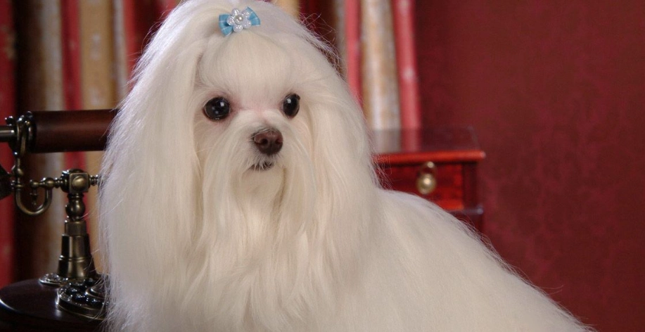 瑪爾濟斯飼主必看：從症狀到照顧，全面解析常見疾病與預防對策