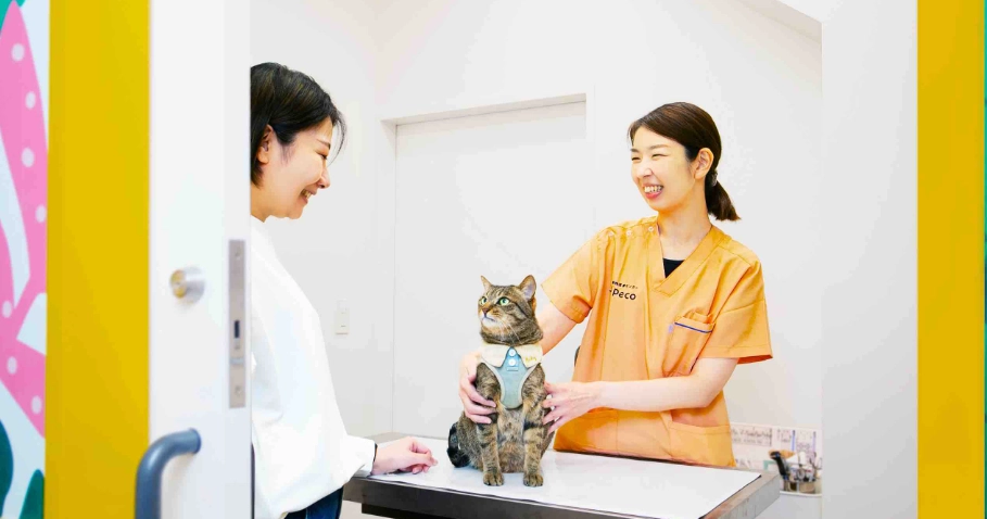 貓咪血尿治療 貓咪血尿治療