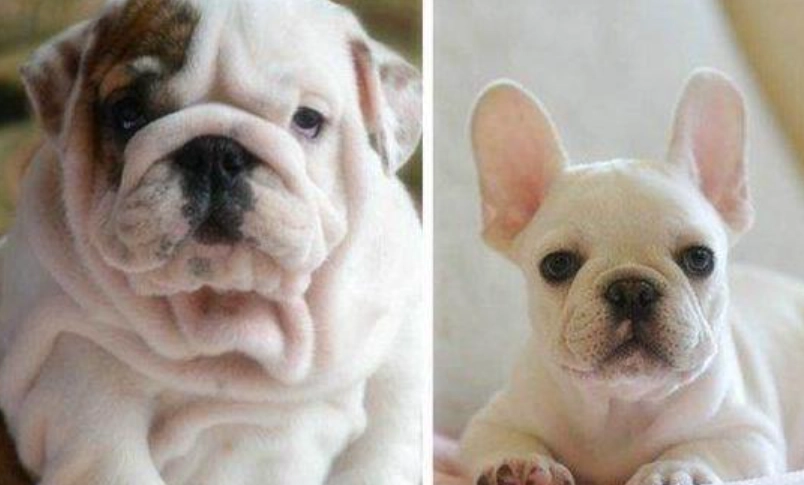 鬥牛犬飼養指南 鬥牛犬飼養指南