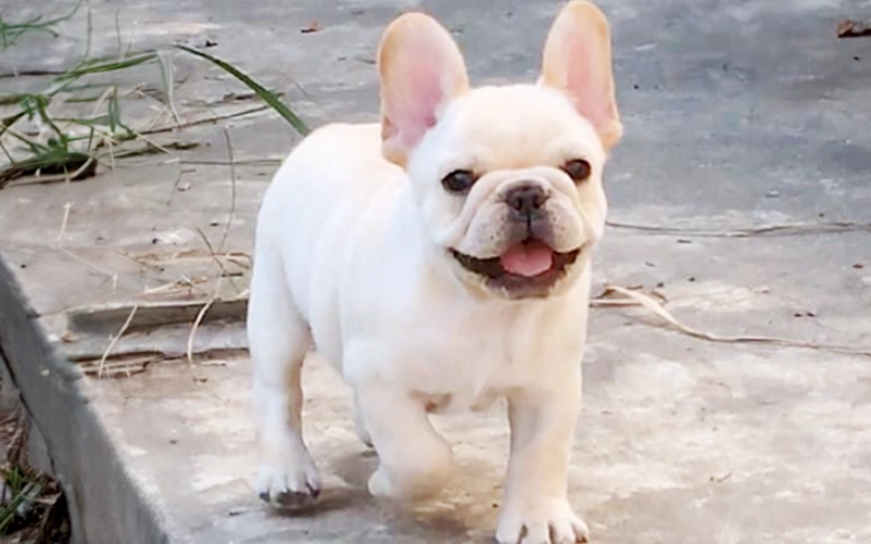 法鬥英鬥比較 法鬥英鬥比較